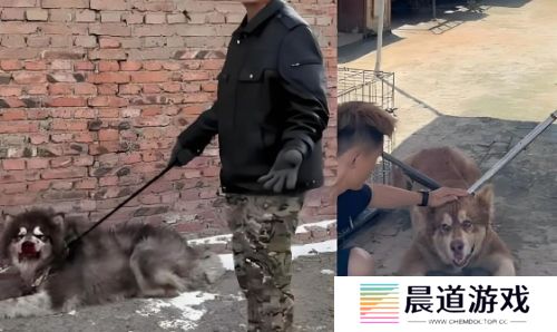 训狗一哥潘宏又出事，要求主人签“天价合同”，网友：这波站潘宏